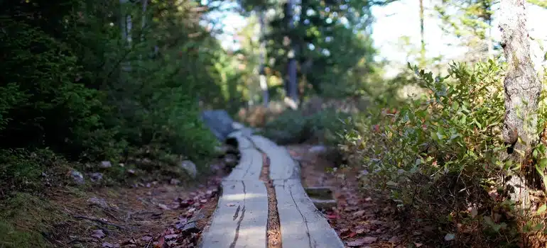 Wooden path in a green forest