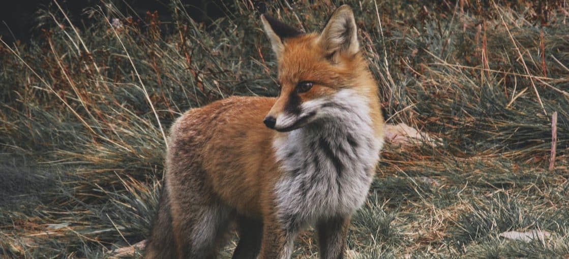 A fox in the wild